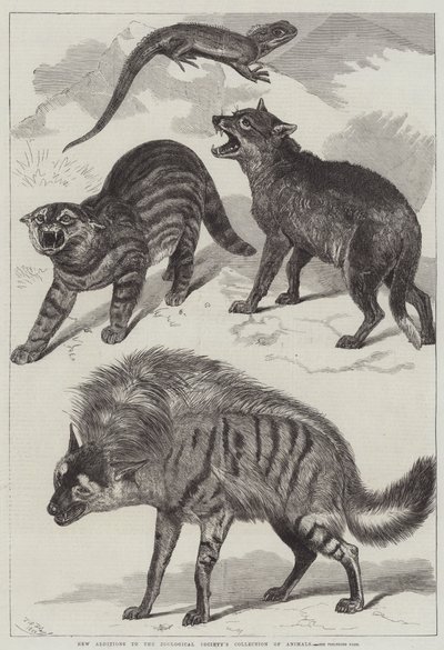 Nuevas adiciones a la colección de animales de la Sociedad Zoológica de Friedrich Wilhelm Keyl